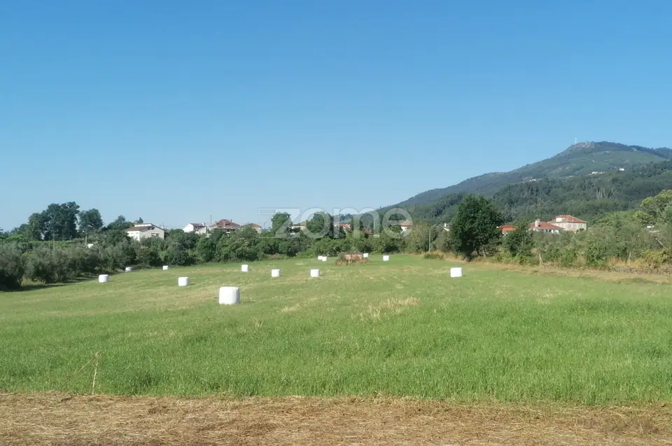 Terreno Rústico e Casas com vista para a Serra do Caramulo — imagem 18