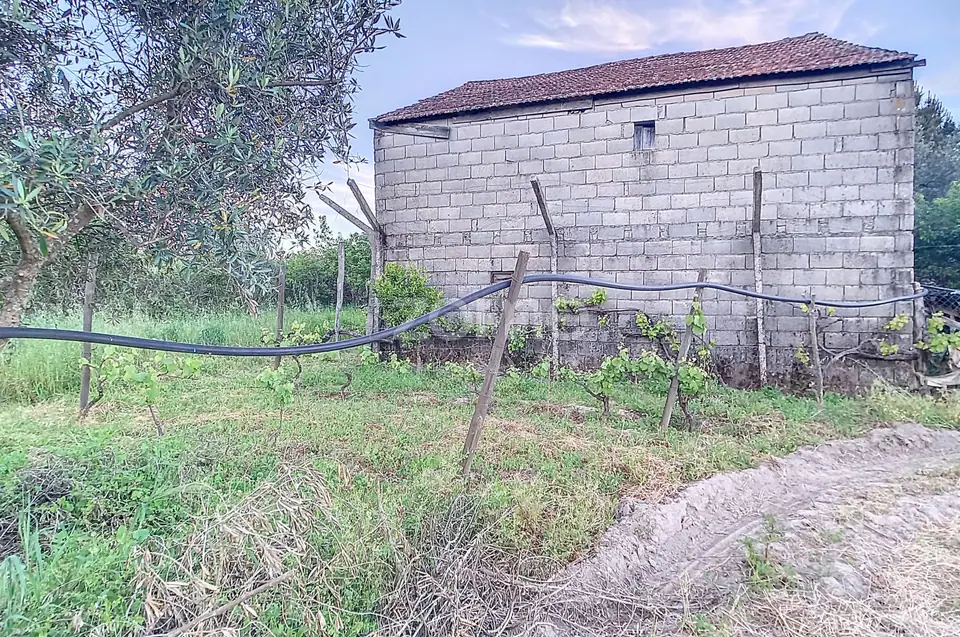 Vinha Nova de boa produção — imagem 20