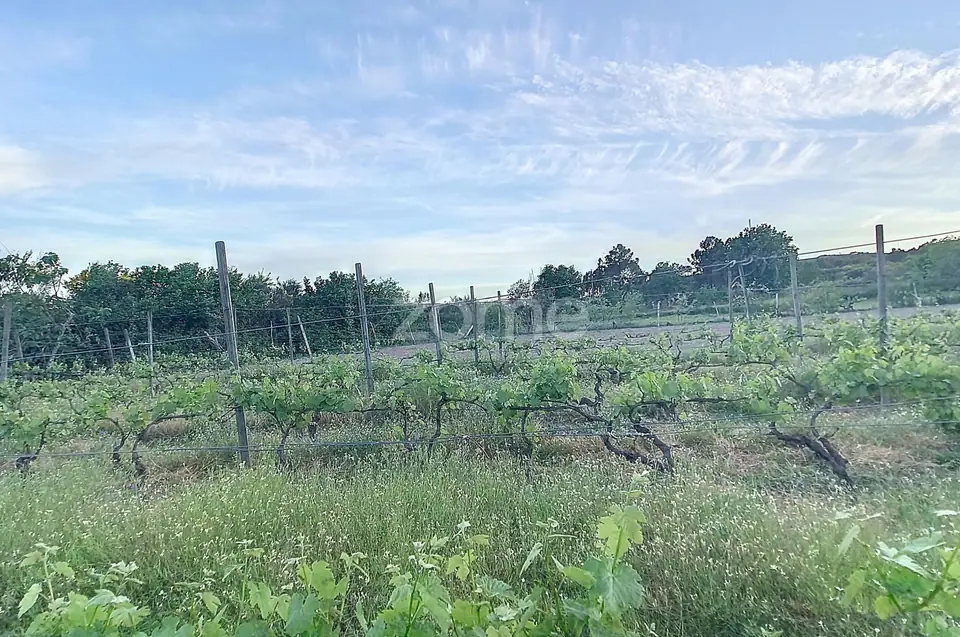 Vinha Nova de boa produção — imagem 10