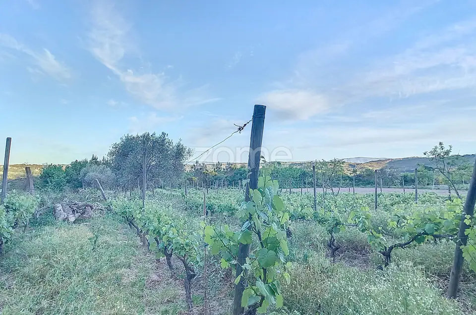 Vinha Nova de boa produção — imagem 12