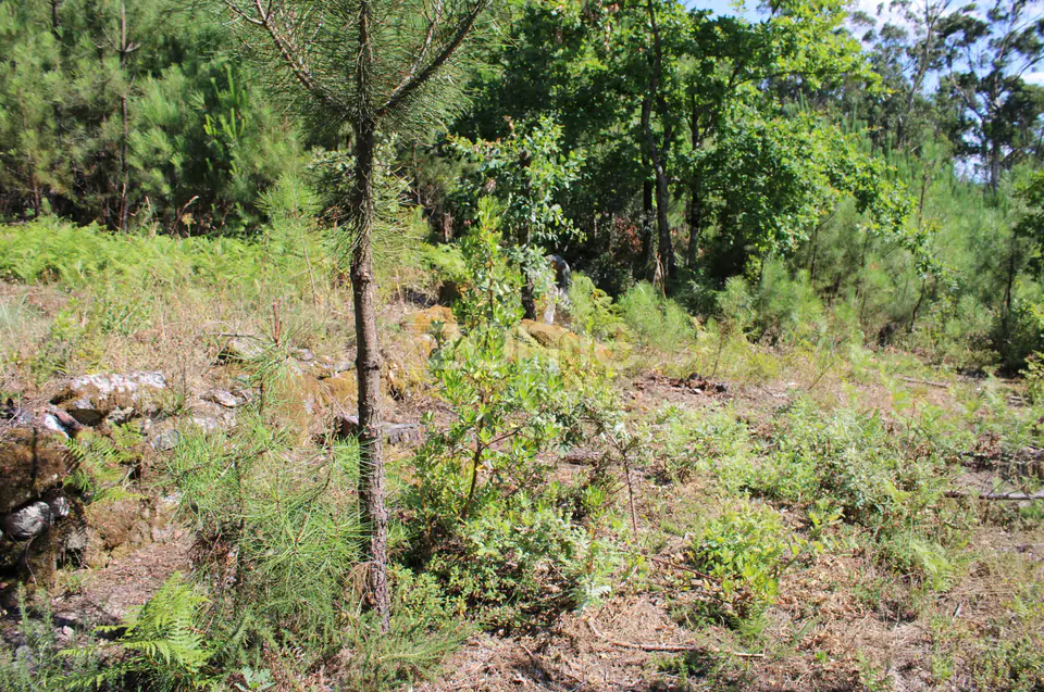 Terreno rural, agrícola, vinha, pinheiros mansos e olival — imagem 14