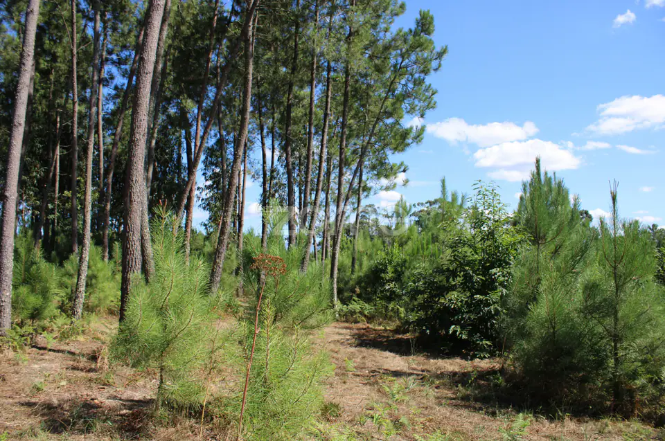 Terreno rural, agrícola, vinha, pinheiros mansos e olival — imagem 9