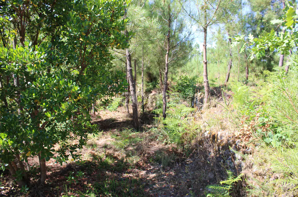 Terreno rural, agrícola, vinha, pinheiros mansos e olival — imagem 17