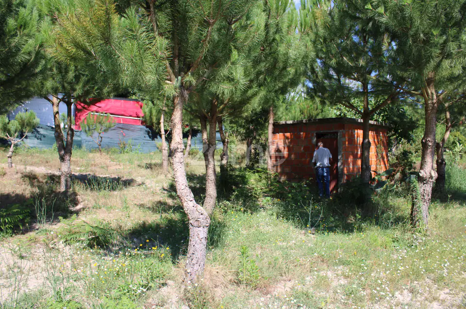 Terreno rural, agrícola, vinha, pinheiros mansos e olival — imagem 20
