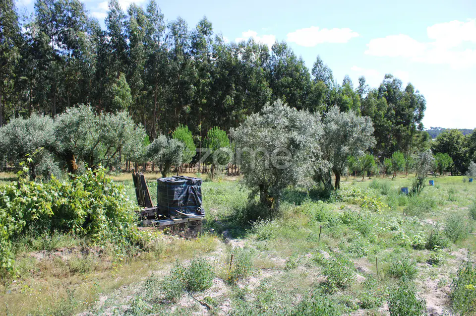 Terreno rural, agrícola, vinha, pinheiros mansos e olival — imagem 28