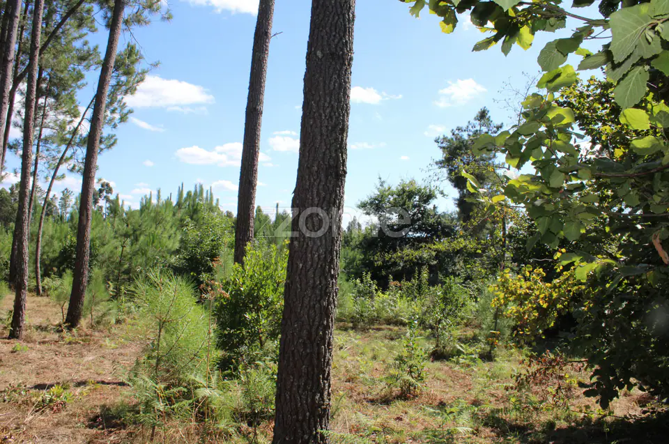 Terreno rural, agrícola, vinha, pinheiros mansos e olival — imagem 8