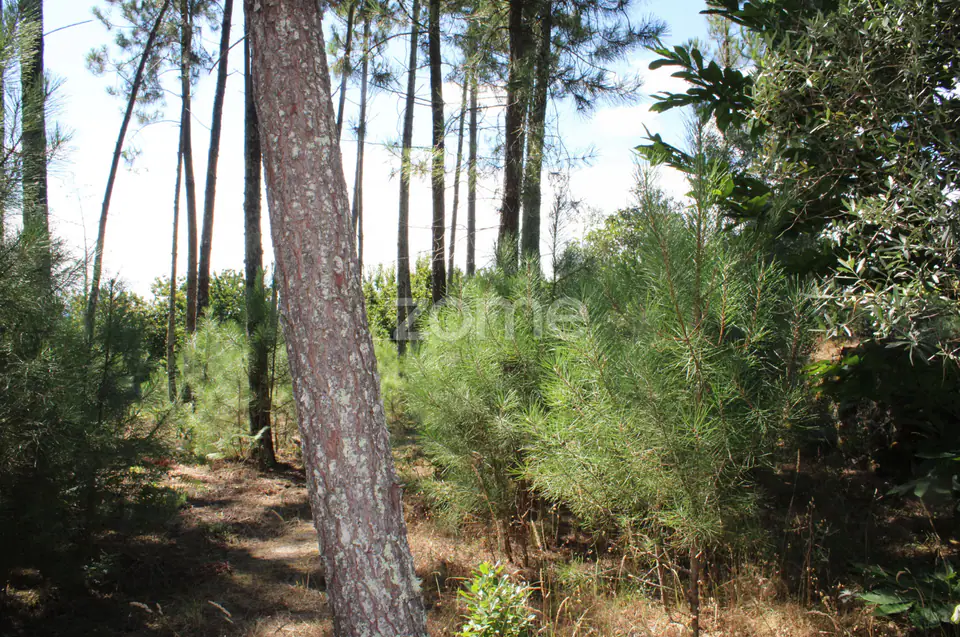 Terreno rural, agrícola, vinha, pinheiros mansos e olival — imagem 2
