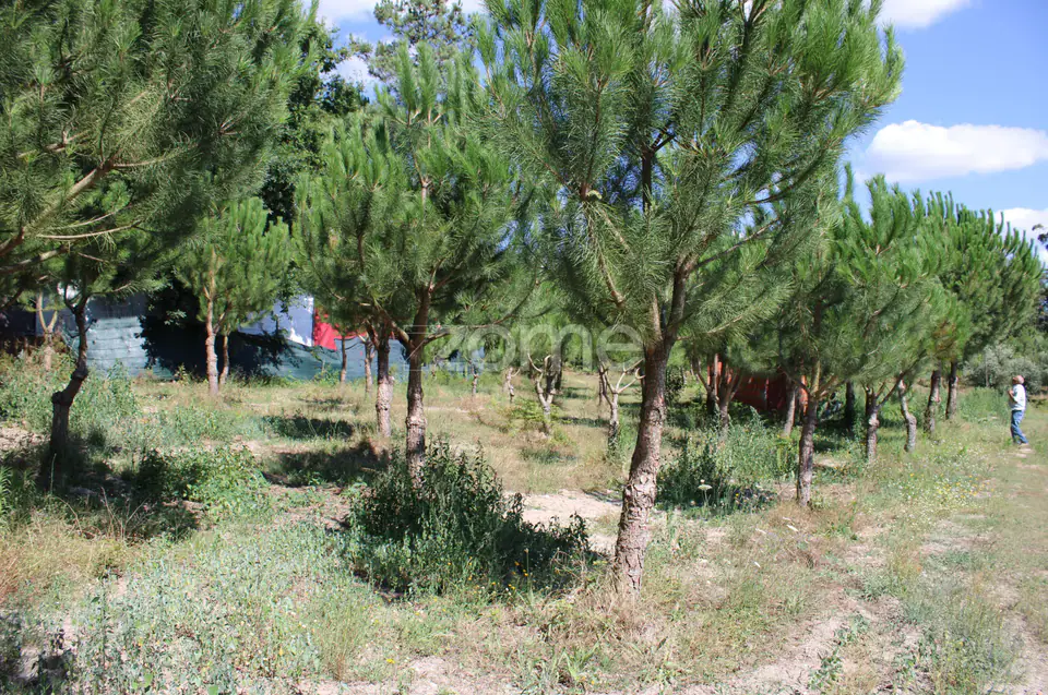 Terreno rural, agrícola, vinha, pinheiros mansos e olival — imagem 22