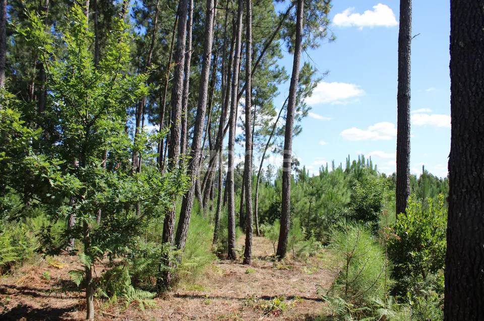 Terreno rural, agrícola, vinha, pinheiros mansos e olival — imagem 1