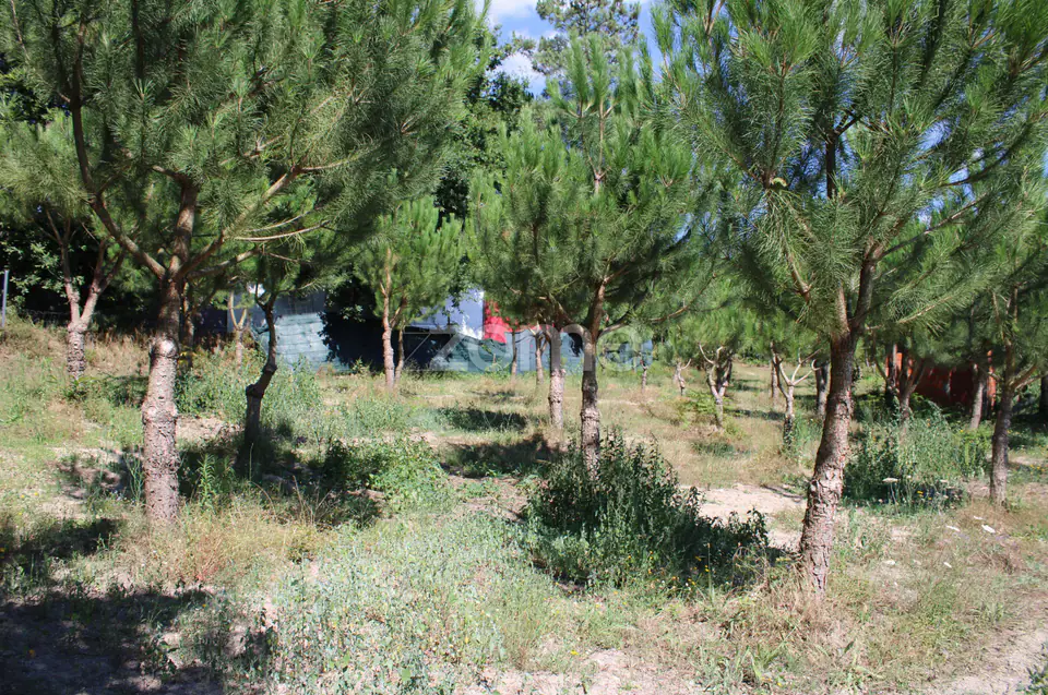 Terreno rural, agrícola, vinha, pinheiros mansos e olival — imagem 18