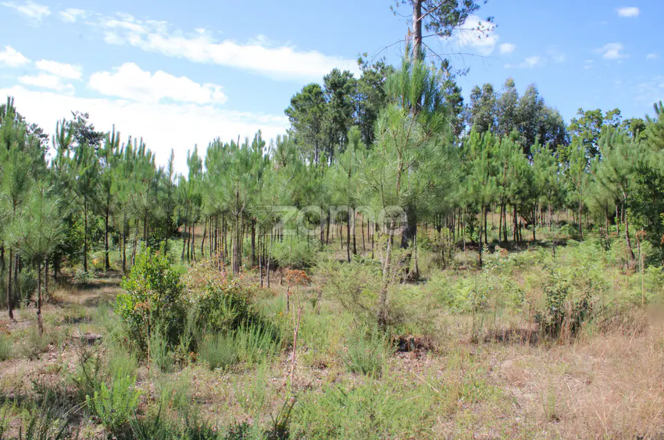 Terreno rural, agrícola, vinha, pinheiros mansos e olival — imagem 10