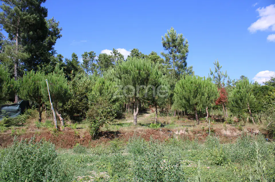 Terreno rural, agrícola, vinha, pinheiros mansos e olival — imagem 21