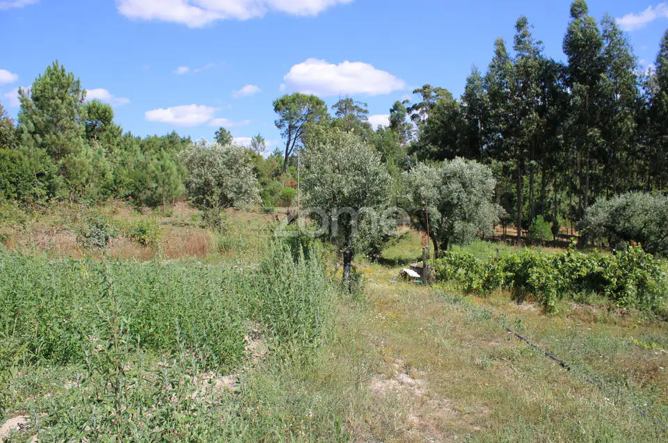 Terreno rural, agrícola, vinha, pinheiros mansos e olival — imagem 25