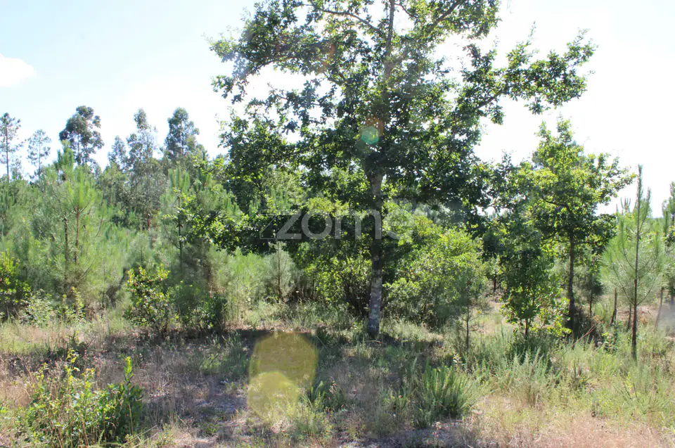Terreno rural, agrícola, vinha, pinheiros mansos e olival — imagem 13