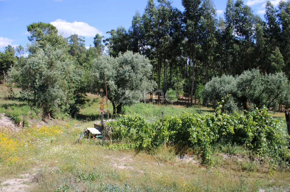 Terreno rural, agrícola, vinha, pinheiros mansos e olival — imagem 26