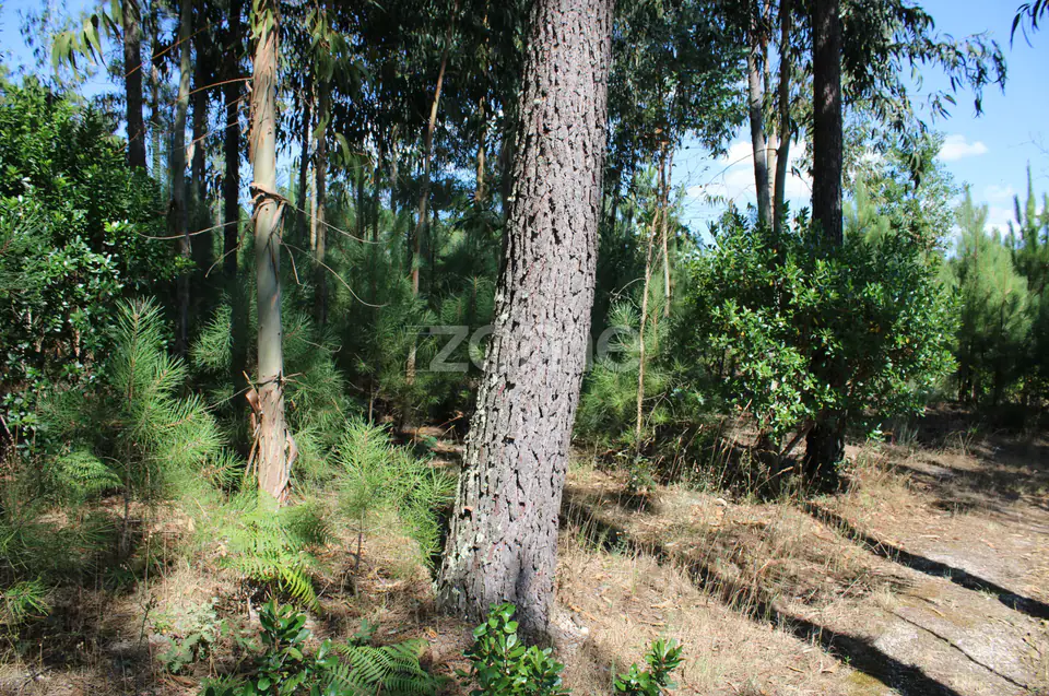 Terreno rural, agrícola, vinha, pinheiros mansos e olival — imagem 7