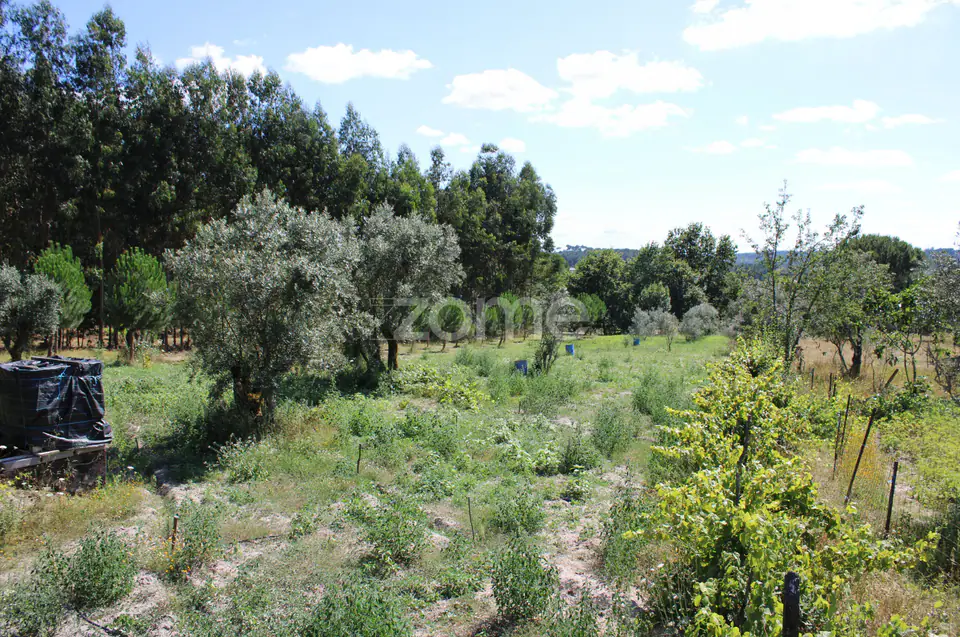 Terreno rural, agrícola, vinha, pinheiros mansos e olival — imagem 27