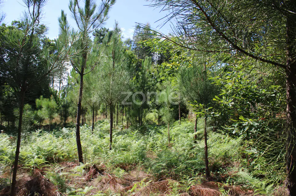 Terreno rural, agrícola, vinha, pinheiros mansos e olival — imagem 19