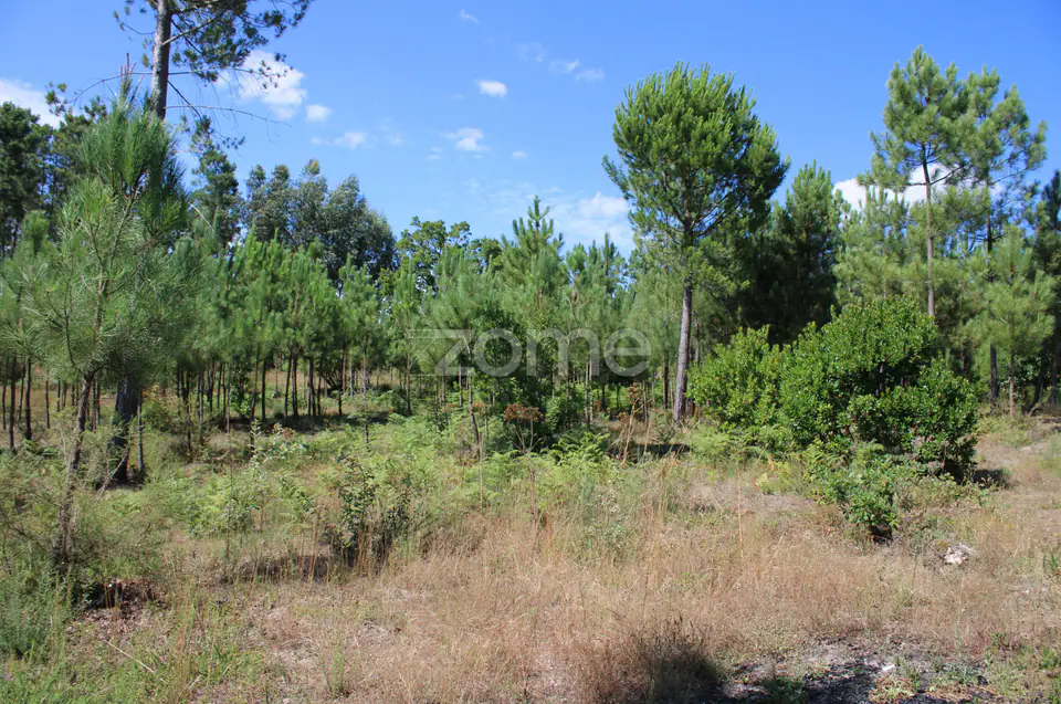 Terreno rural, agrícola, vinha, pinheiros mansos e olival — imagem 11