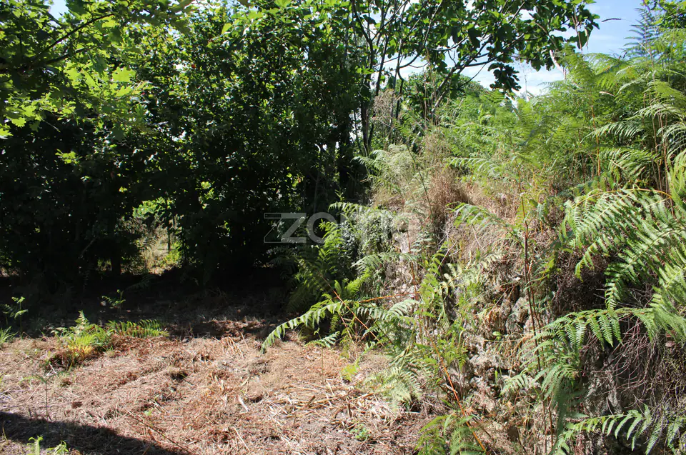 Terreno rural, agrícola, vinha, pinheiros mansos e olival — imagem 5