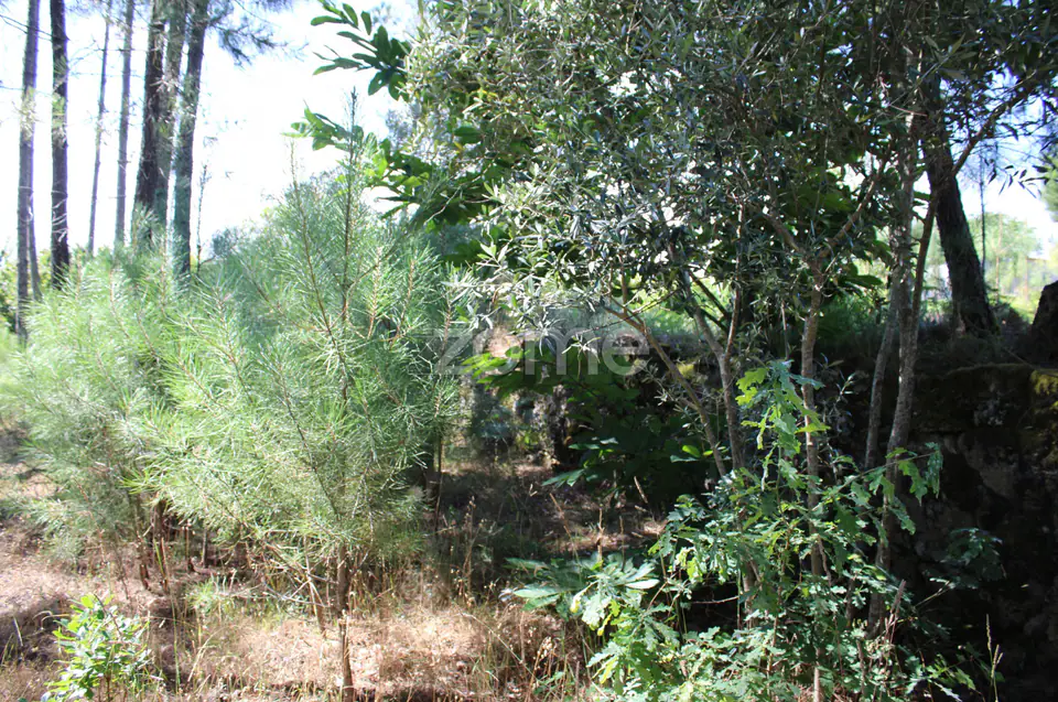 Terreno rural, agrícola, vinha, pinheiros mansos e olival — imagem 3