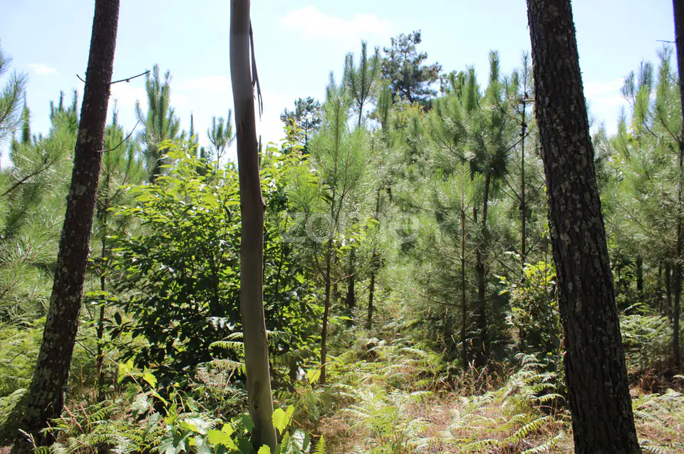 Terreno rural, agrícola, vinha, pinheiros mansos e olival — imagem 12