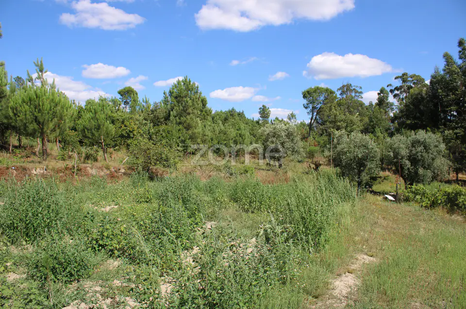 Terreno rural, agrícola, vinha, pinheiros mansos e olival — imagem 24