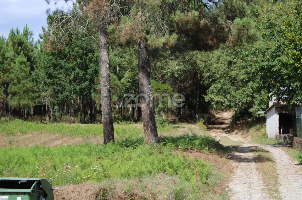 Terreno com pinhal e e mato a 15 minutos de Viseu — imagem 19