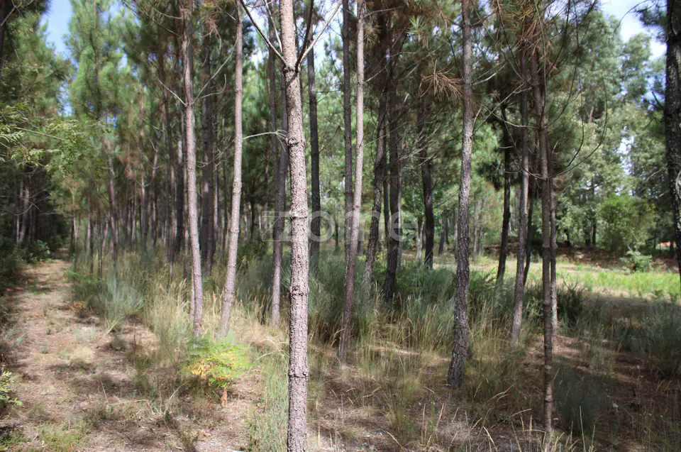 Terreno com pinhal e e mato a 15 minutos de Viseu — imagem 18