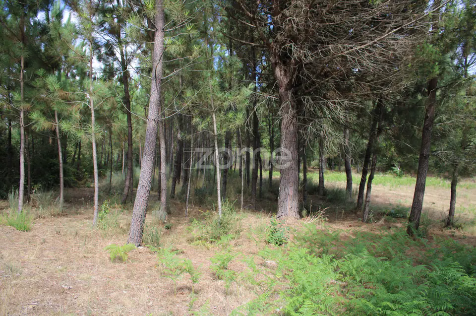 Terreno com pinhal e e mato a 15 minutos de Viseu — imagem 9