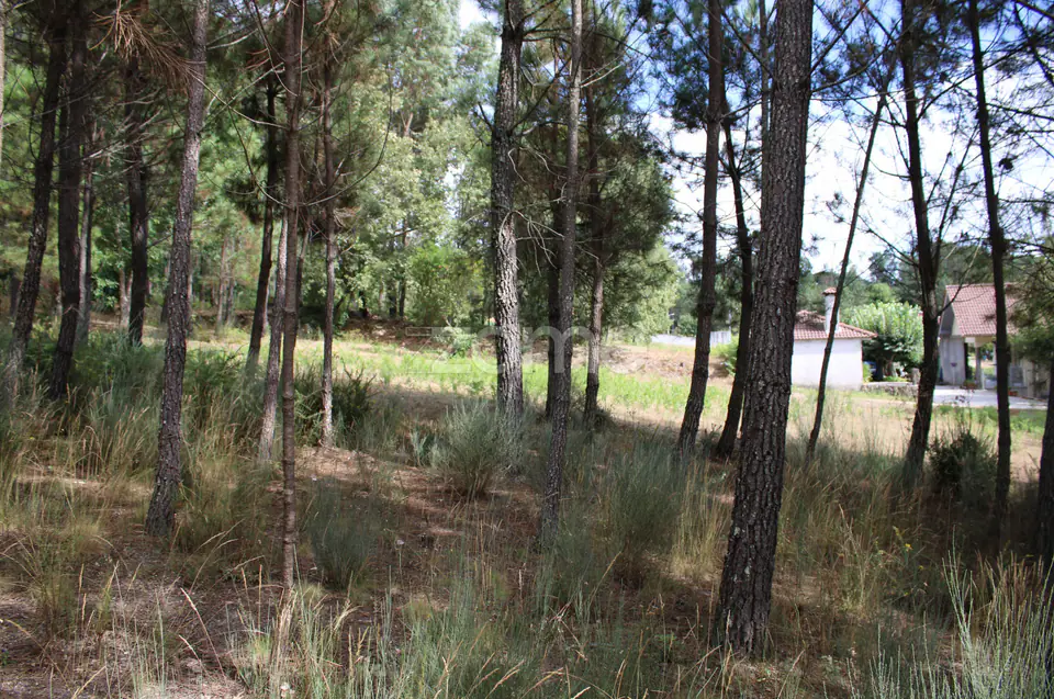 Terreno com pinhal e e mato a 15 minutos de Viseu — imagem 17