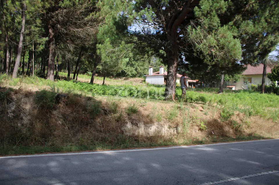 Terreno com pinhal e e mato a 15 minutos de Viseu — imagem 12