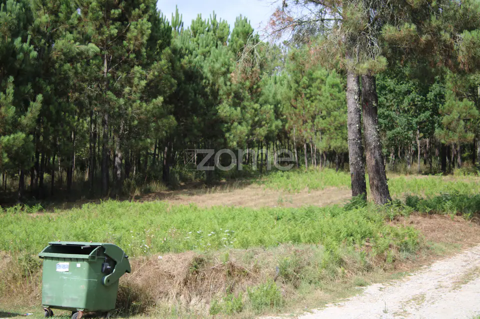 Terreno com pinhal e e mato a 15 minutos de Viseu — imagem 6