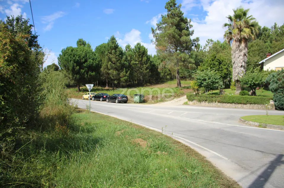 Terreno com pinhal e e mato a 15 minutos de Viseu — imagem 2