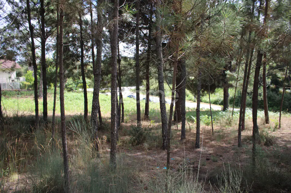 Terreno com pinhal e e mato a 15 minutos de Viseu — imagem 16