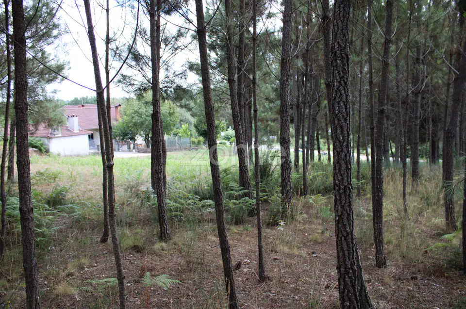 Terreno com pinhal e e mato a 15 minutos de Viseu — imagem 21