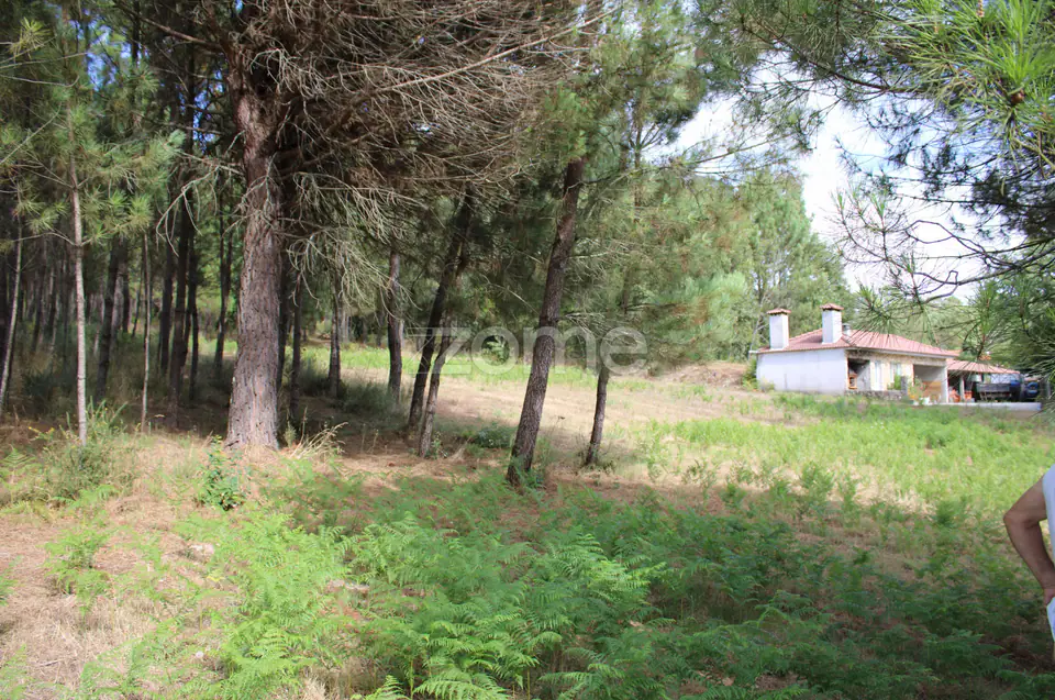 Terreno com pinhal e e mato a 15 minutos de Viseu — imagem 11