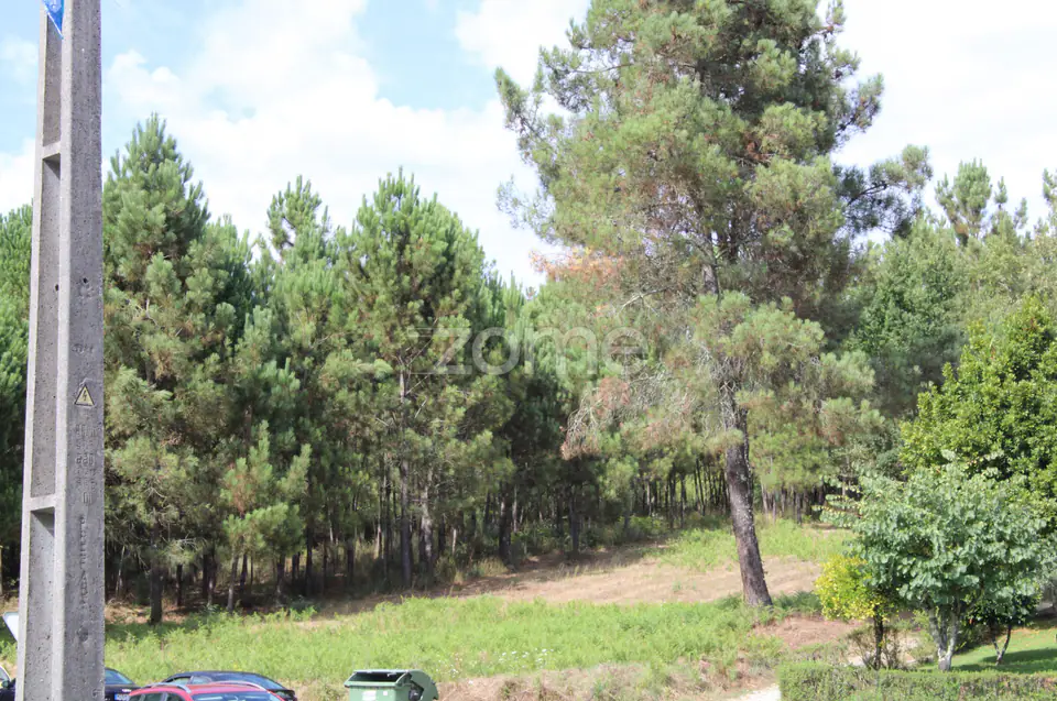 Terreno com pinhal e e mato a 15 minutos de Viseu — imagem 33