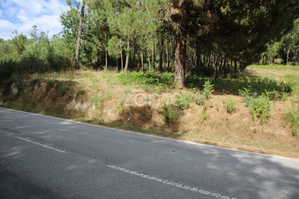 Terreno com pinhal e e mato a 15 minutos de Viseu — imagem 8