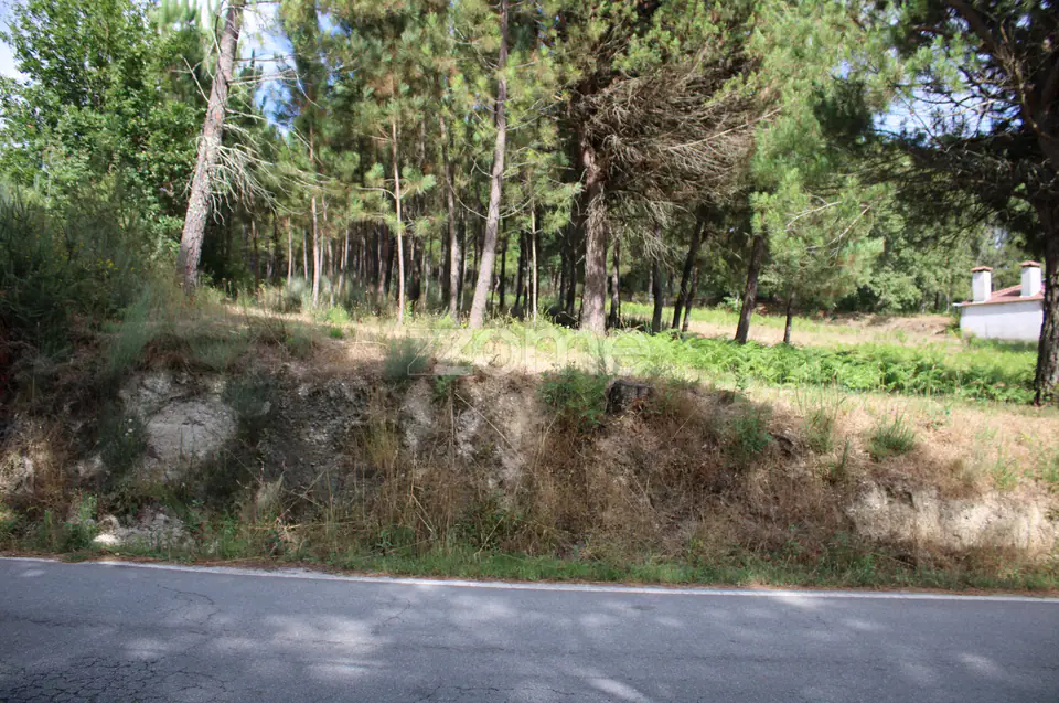 Terreno com pinhal e e mato a 15 minutos de Viseu — imagem 14