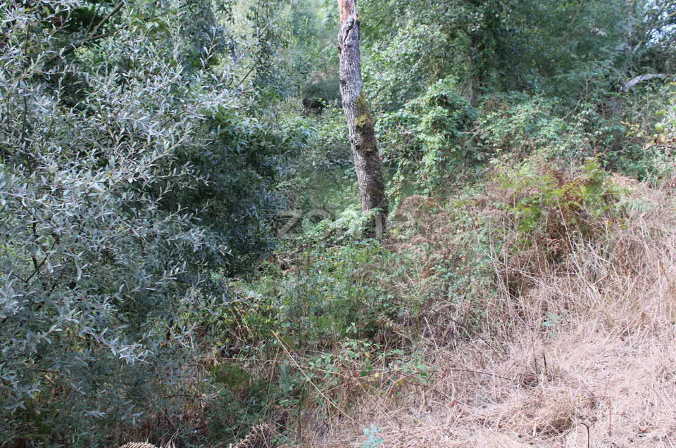 Terreno na margem do Rio Dão — imagem 21