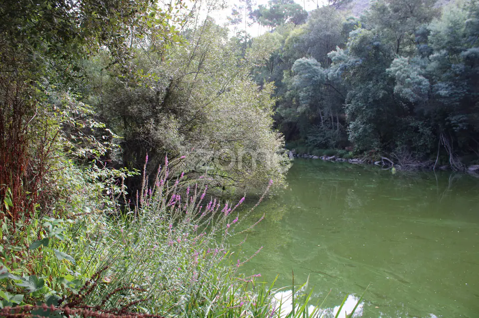 Terreno na margem do Rio Dão — imagem 9