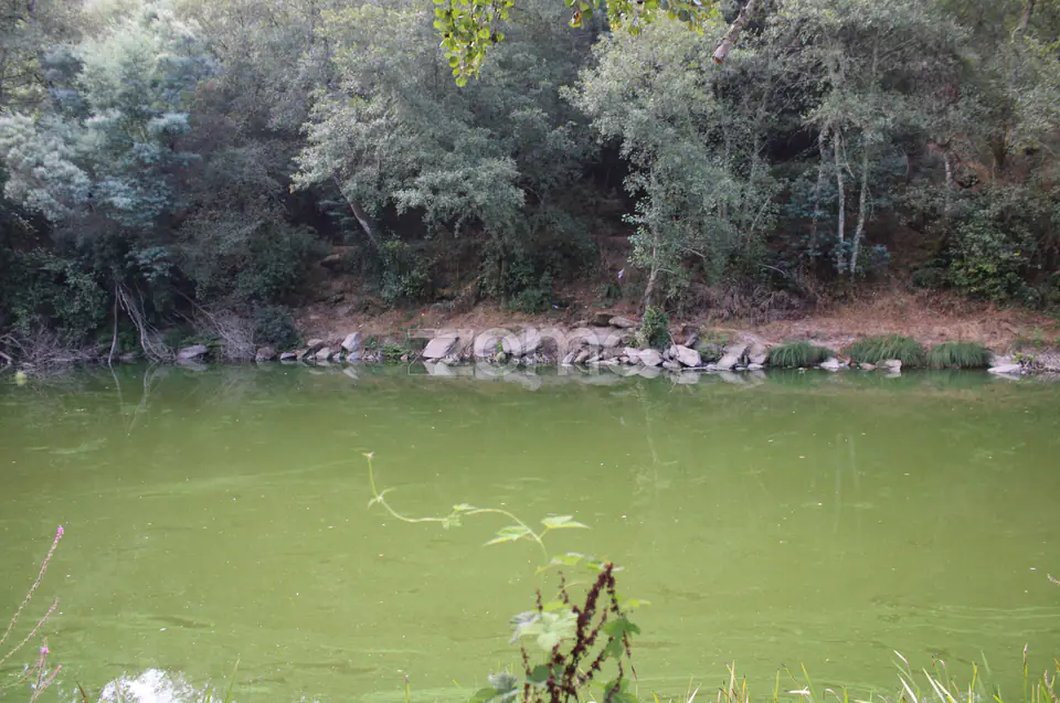 Terreno na margem do Rio Dão — imagem 4