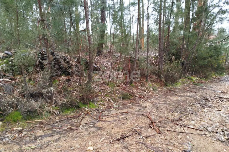Moradia em ruina, quintal arvores de fruta, poço, boa exposição solar — imagem 48
