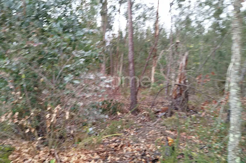 Moradia em ruina, quintal arvores de fruta, poço, boa exposição solar — imagem 35
