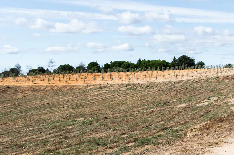 Propriedade Única no Norte de Portugal-Deslumbrante Quinta de 17 HA — imagem 32