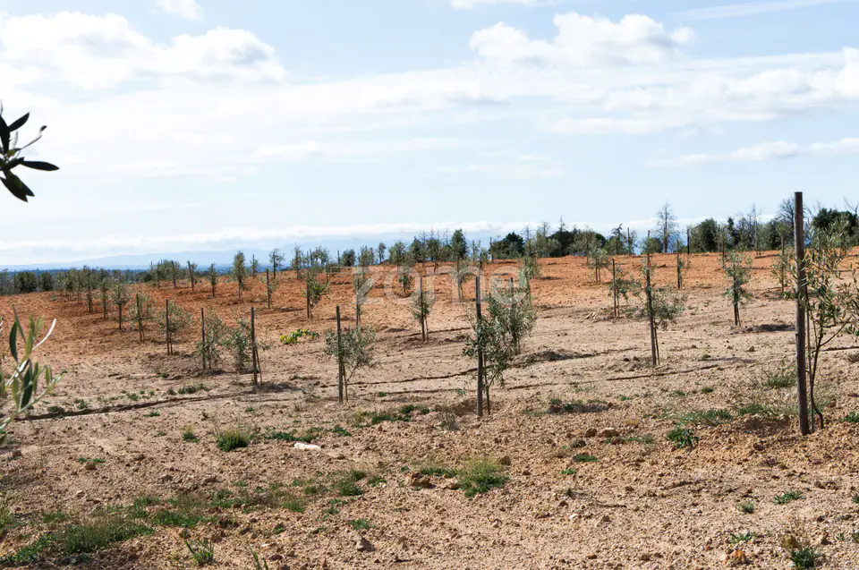Propriedade Única no Norte de Portugal-Deslumbrante Quinta de 17 HA — imagem 34