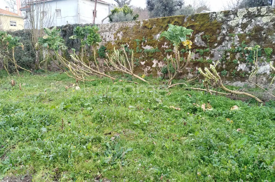 Terreno para Construção – Oportunidade Única, Chãs Tavares — imagem 13