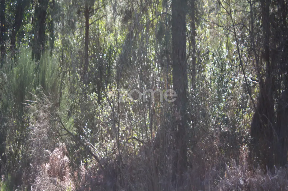 Terreno Único à Venda no Coração do Vale do Demo – Moimenta da Beira — imagem 18