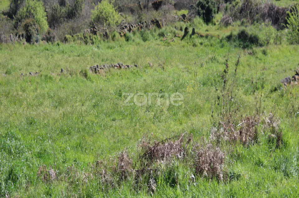 Terreno Único à Venda no Coração do Vale do Demo – Moimenta da Beira — imagem 19